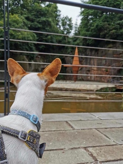 VisitSalford's tweet photo. "Hey, Benji's ears are the same colour as the crane sculpture at Worsley Delph".
This is a great place to start or finish a dog walk in Worsley Woods. Opposite is a dog friendly cafe, (The Delph) so you can stop for a coffee &amp; lunch.
https://t.co/JleLxO6gDa
@WorsleyDelph #Dogs🐶 https://t.co/oaswjjplAl
