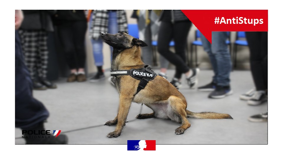 [#AntiStups] Le 23 sept 2021, les policiers de la brigade de stupéfiants de #Nancy découvraient grâce à NYA notre chien de recherche en stupéfiants 1.5 kg de cannabis caché dans le coffre d'un scooter. 
Après enquête, le propriétaire a été identifié et interpellé. #Proteger