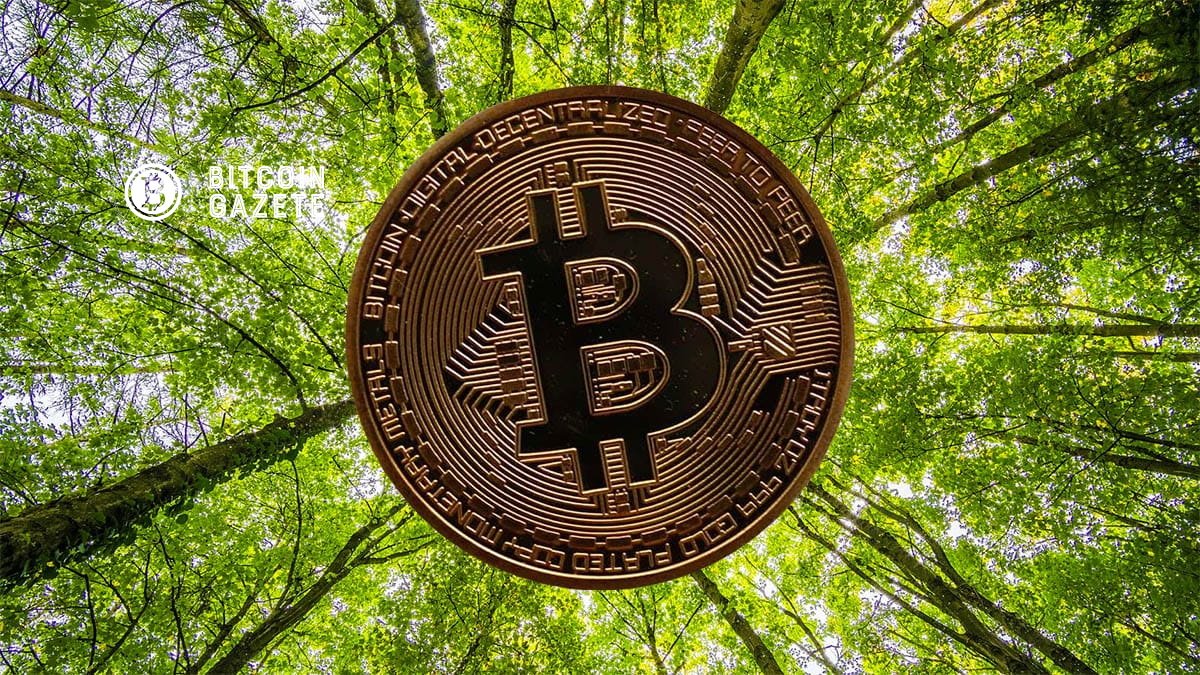 Green bitcoin. Деревянный биткоин. Биткоин на зеленом фоне. Зеленый биткоин фото. Биткоин Green PNG.