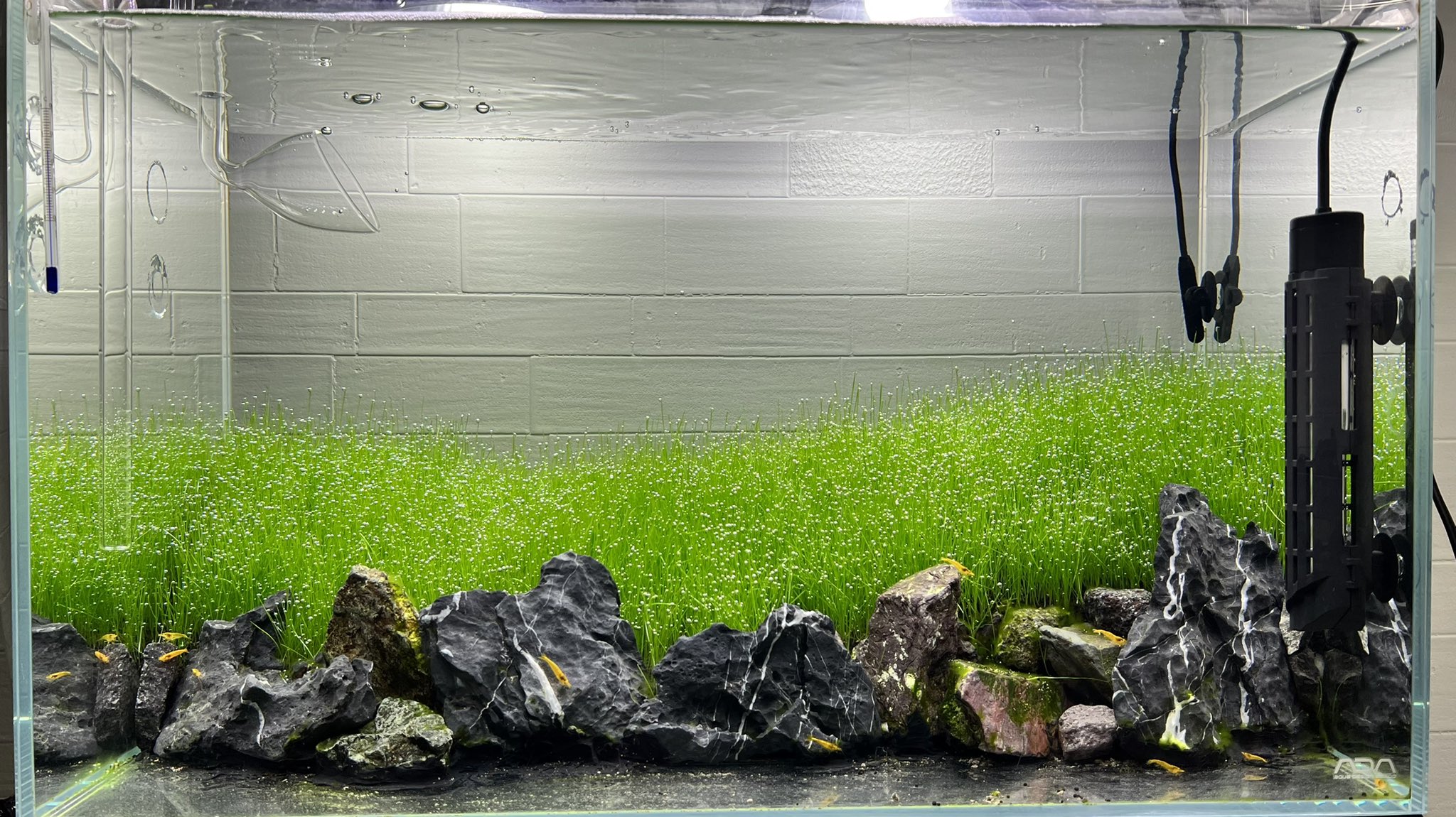 日本産 エーハイム Ada 水槽セット 60cm 魚用品 水草 Ginbruni Com