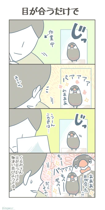 全身いっぱいの喜び。#Buncho #javasparrow #文鳥 