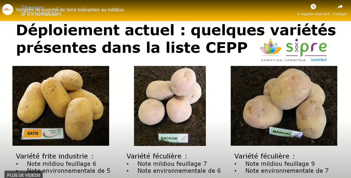 📽 Découvrez le pitch 'Variétés de 🥔tolérantes au mildiou' présenté hier au Forum #ChampsdInnovation De la création variétale au déploiement ! 
👉youtube.com/watch?v=XPPwXu…
@ACTA_asso @Agri_Normandie @RegionNormandie 
@fnpppt #plantcertifié @PONCEDELEONAna1 @ClemMabire