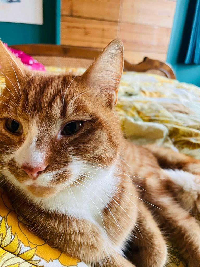 ❗️Lost cat: can you help?
Laura’s cat Elvis escaped from his box outside Paxton vet, Gipsy Road, at 7pm last night (Thursday)
Please let us know if you see him, and keep him safe. We need him home. He doesn’t know the area! Thanks 🙏💚 #SE19 #GipsyHill