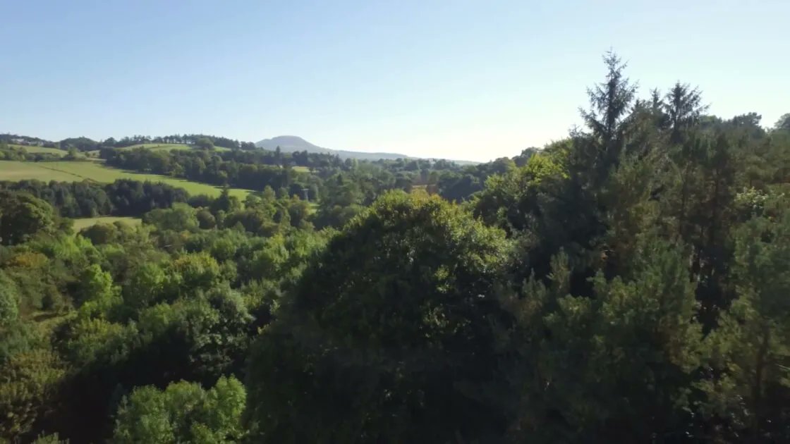 Sustainability sits at the heart of modern forest design. Modern foresters work hard to nurture native wildlife and plants, whilst maintaining a constant supply of timber. #WOWF #trees #sustainability #green wowf.uk/woodenvironment