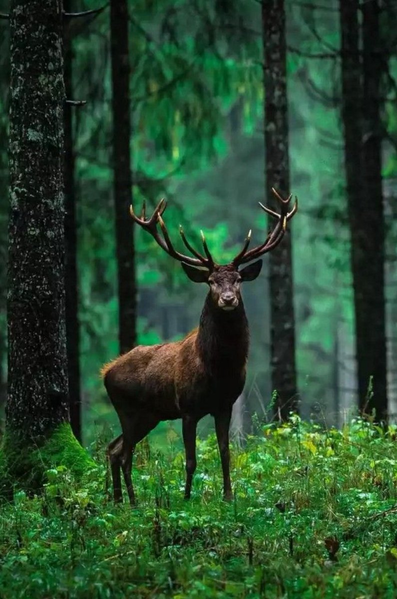 mayu94340900's tweet photo. Beautiful Forest/Deer…🌳🦌✨ https://t.co/6l4hC088Ph