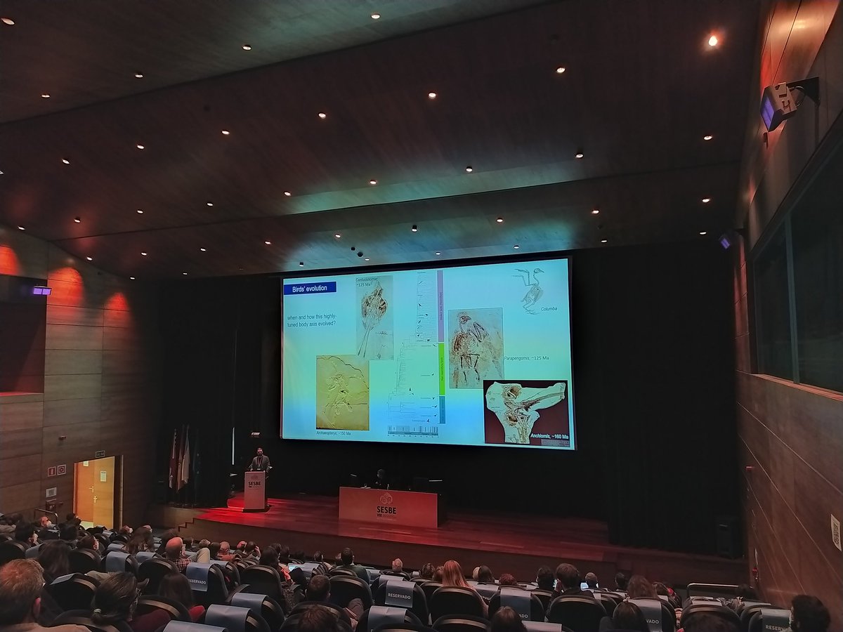 Dinosaur talk by Francisco Serrano, "Evolution of vertebral count across the dinosaur-bird lineage", from Universidad de Málaga. Interesting...