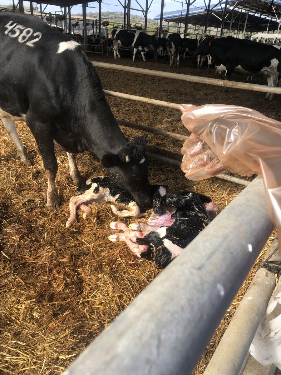 enockk256's tweet image. MEASURES TO HELP REDUCE CHANCES OF CALF MORTALITY AFTER BIRTH. 
A thread;1/6

If the calf is not breathing, you can pour cold water on its head then hold it with the head facing down for about a minute. 
You can swing it gently from side to side during this time.
