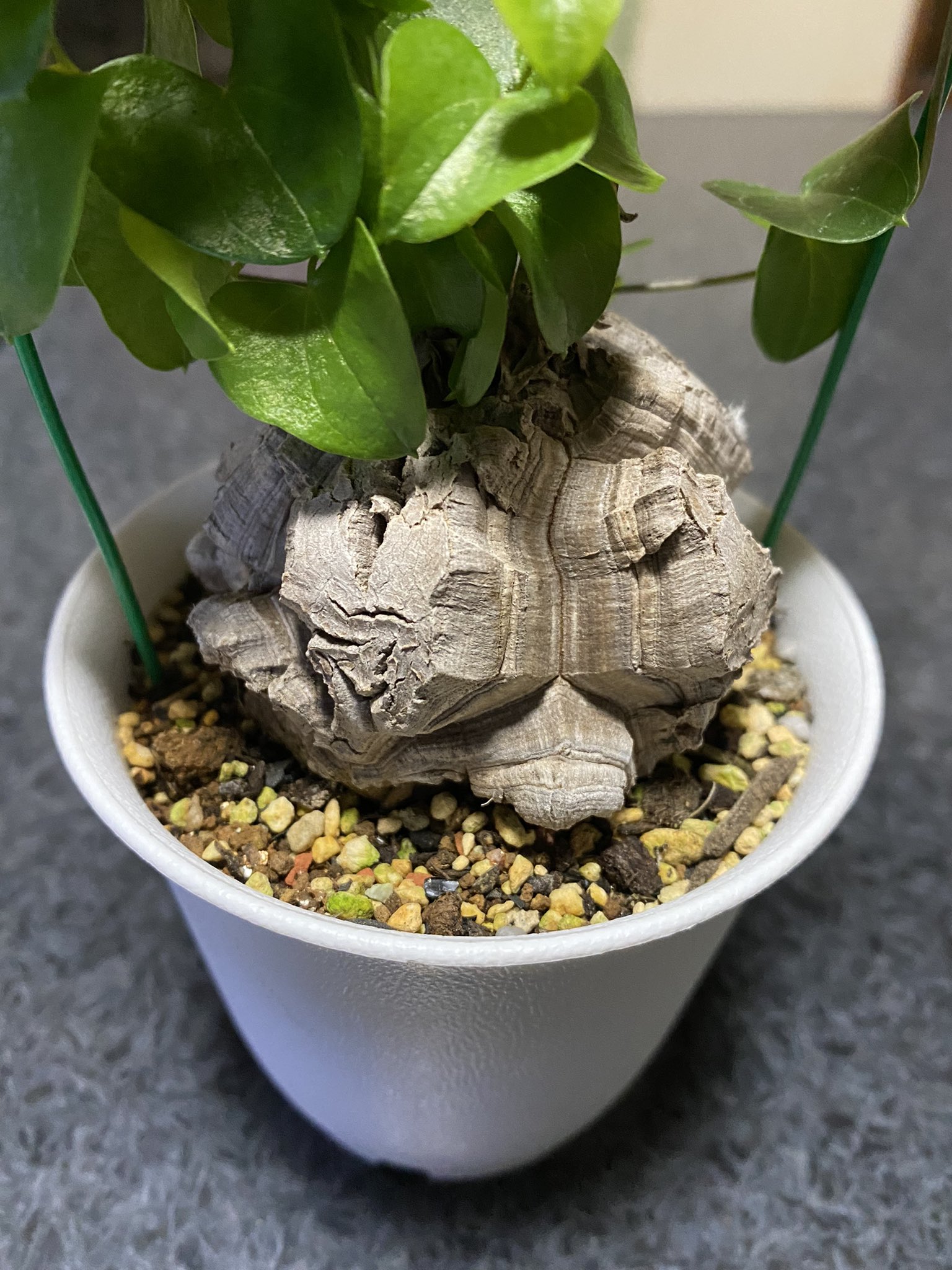 ディオスコレアエレファンティペス Twitter Search Twitter