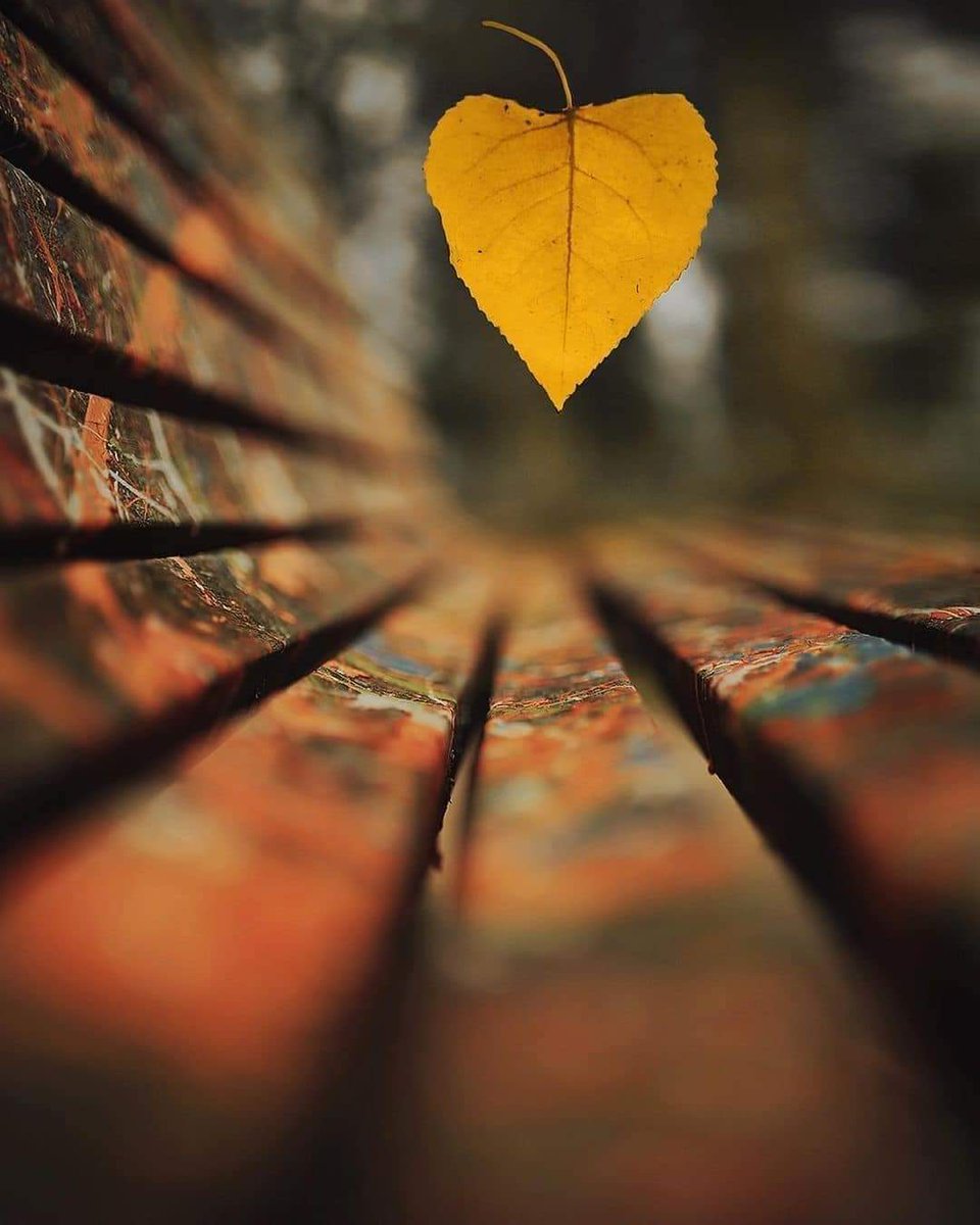 BeniAli⭐⭐🌙 🇵🇰 tweet media