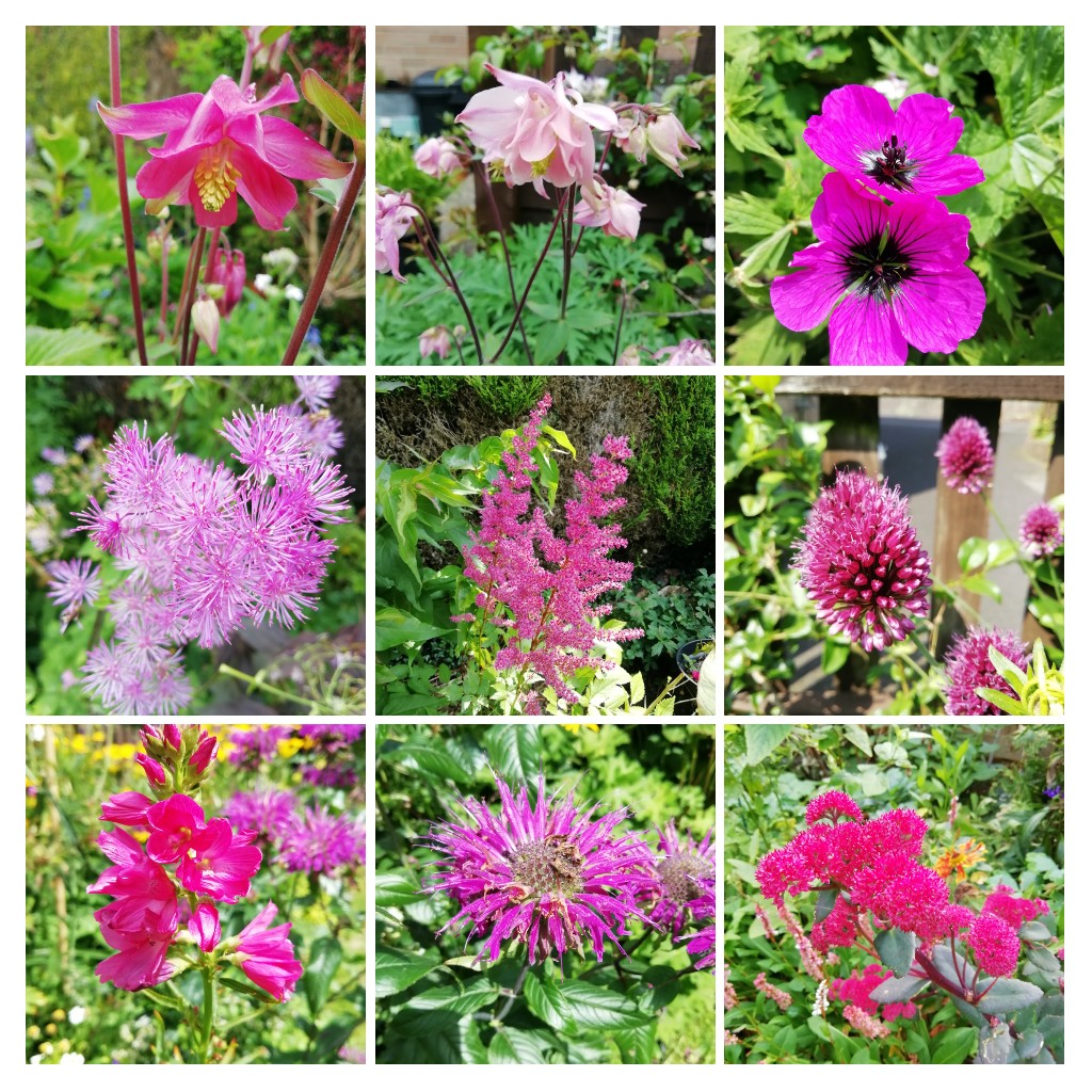 I have some pink flowers for you for #fowersonfriday #WorldCancerDay
All from #mylittlegarden #flowers #gardening I hope you have a good day my friends. Take care.
💗💗🌸🌿🌺💗💗