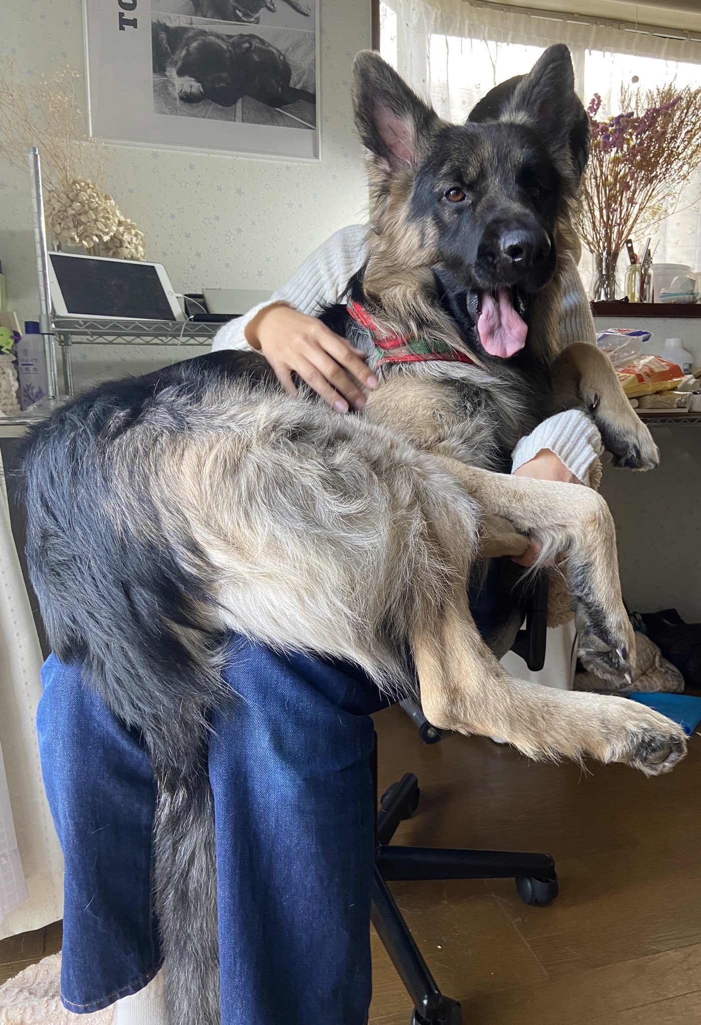 Tobi And Bobi シェパード兄弟犬 Tobiandbobiinfo Twitter
