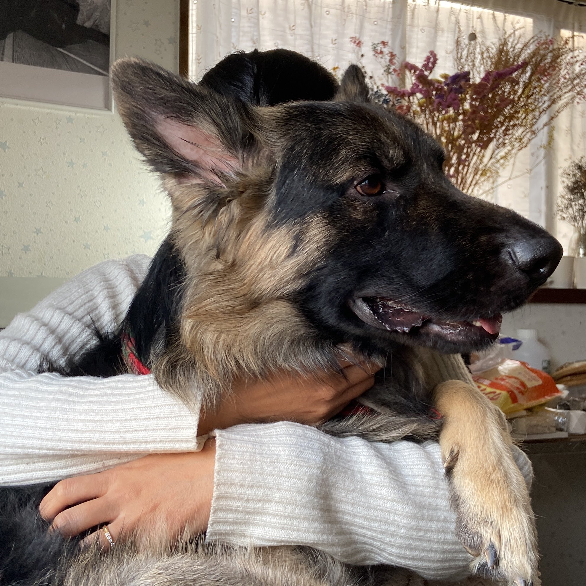Tobi And Bobi シェパード兄弟犬 Tobiandbobiinfo Twitter