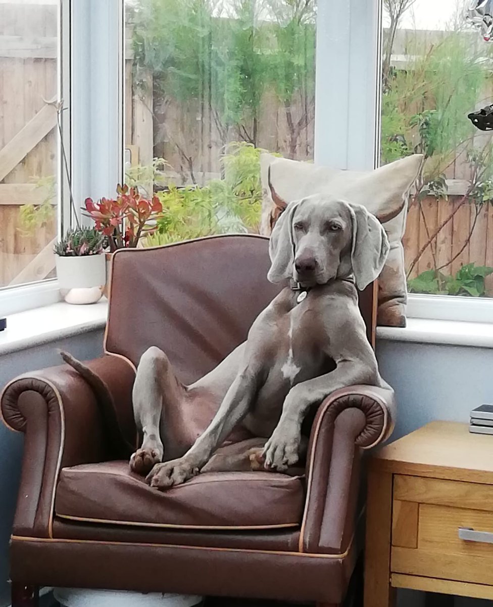 WeimCrimes's tweet photo. Does anyone have a more cocky photo than this?
#DogsOfTwitter 🐕
#Weimaraner 🐾
#AllDogsWelcome ❤ https://t.co/ce3DzaVi2a
