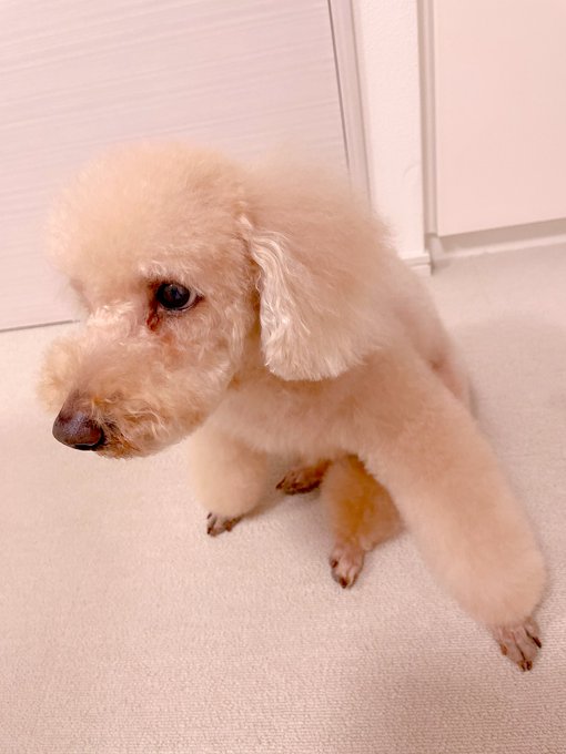 さよならアフロ👋 ニューヘアー🐶 別犬になりました🐶可愛い❤️ 疲れてヘトヘトになってるので様子見します🙇&zwj;♂️ https://t.co/IrZoYnEDLU<a href="/tag/ps4share"class="tags"><span>#ps4share</span></a>