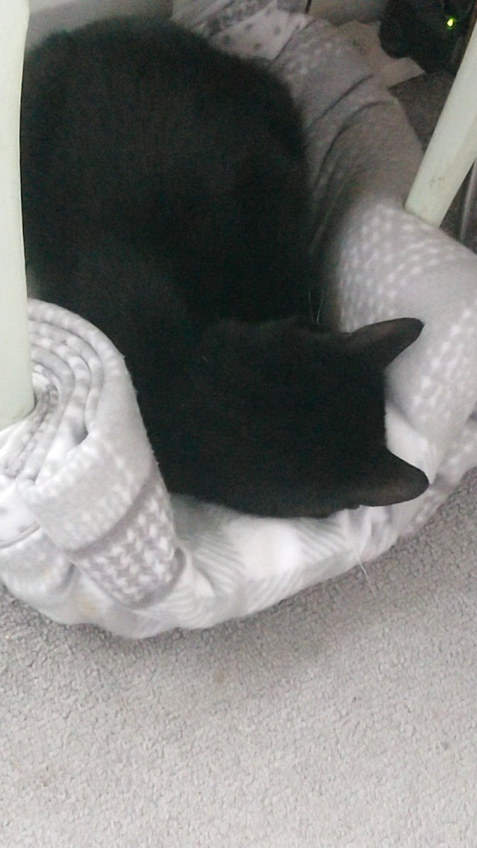 kl_bowes's tweet photo. @TheBrewLady1 My sleepy Jasper. https://t.co/Vhl3MFczes