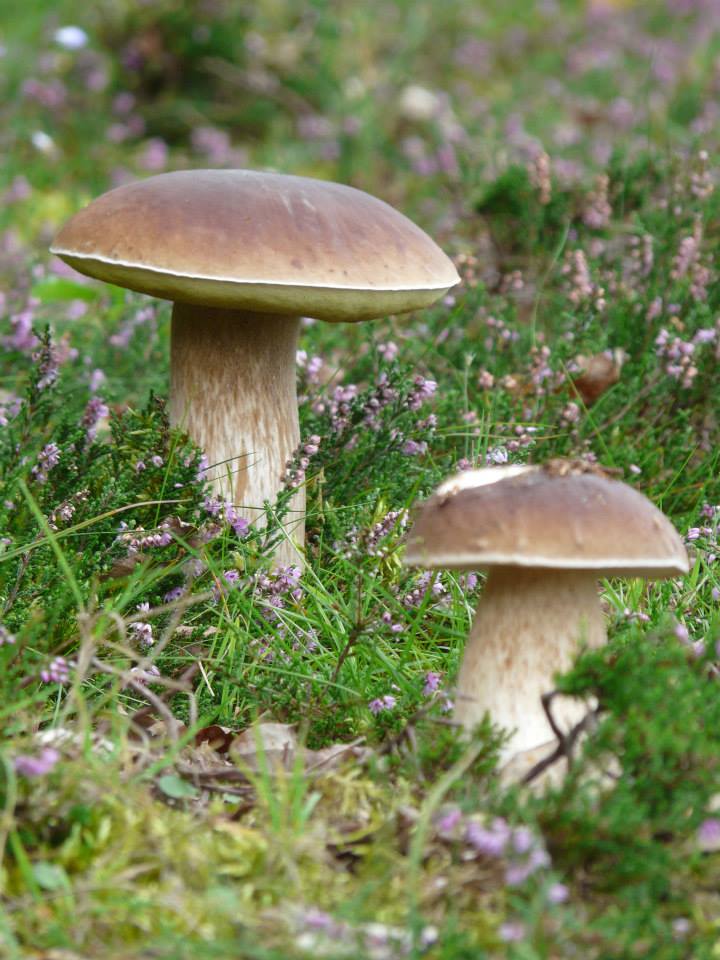 Amazing 3-year PhD opportunity in fungal population genomics!  Please share widely. bit.ly/3HIaJZP