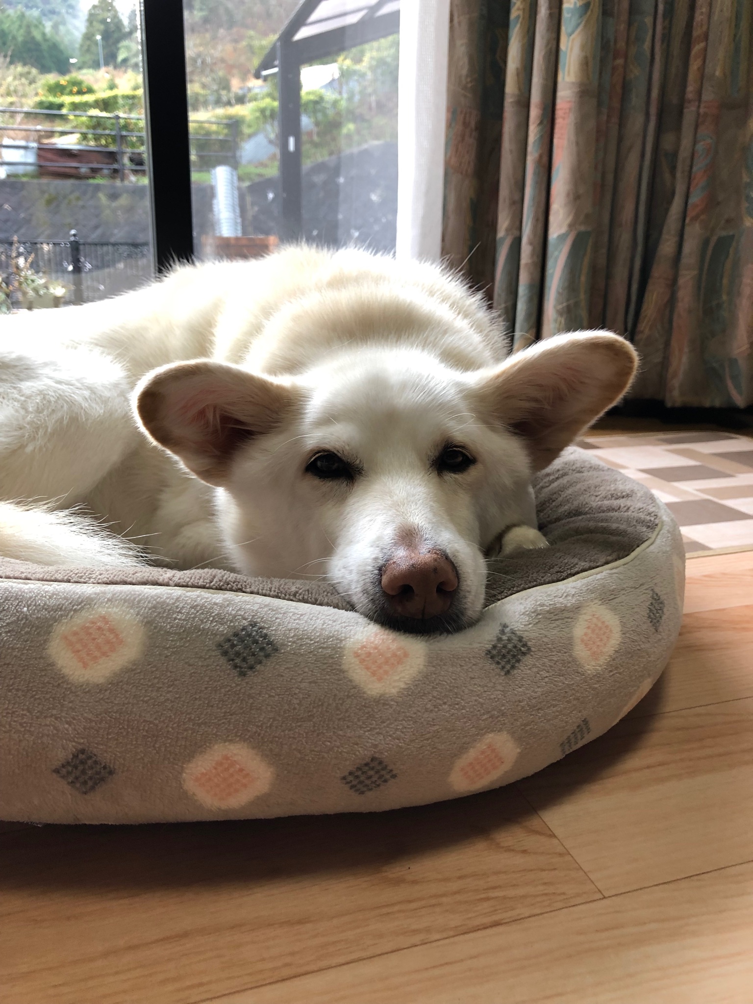 雑種犬 あい 子犬の頃から何回も通ってる散歩道 今日いきなり足がもつれてあいが転倒 幸い怪我などもなくその後は楽しく散歩したのですが 私はなぜか涙が 段々と老いを感じる事が増えて それを可愛いと思えるようにならないと まだまだ修行 覚悟が