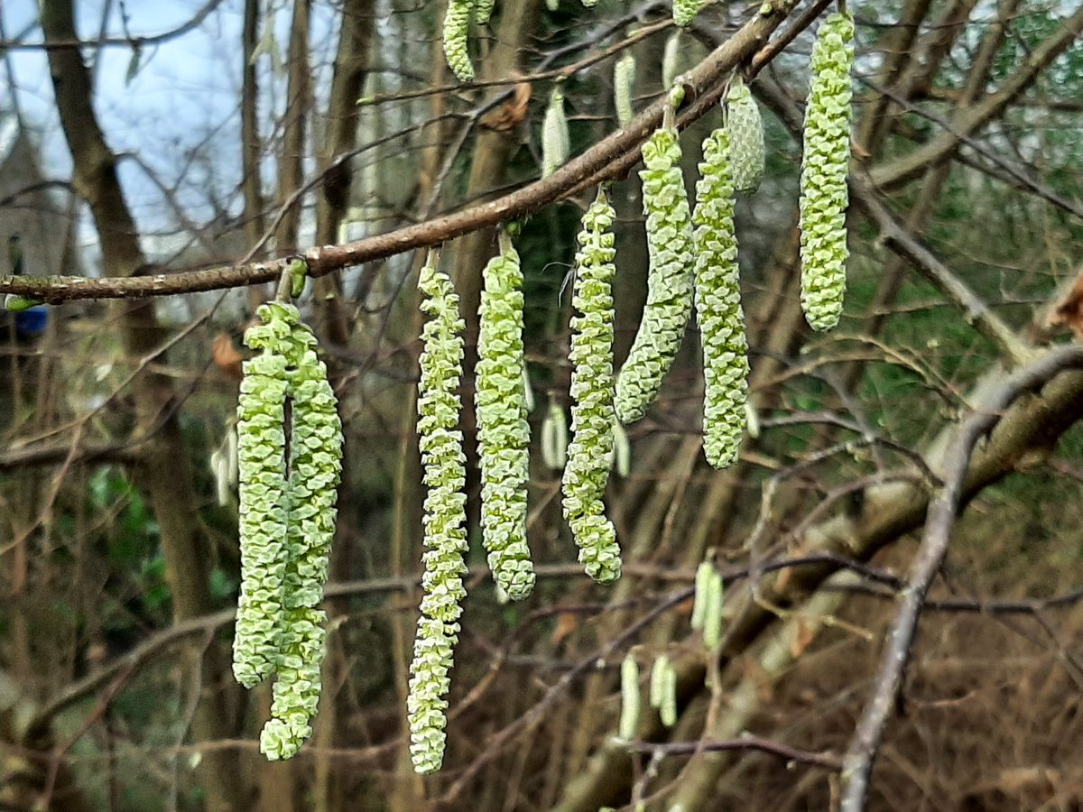 Ecolooggouda's tweet photo. Slaan we de winter over? Het voorjaar laat zich al zien in het Goudse groen. Sneeuwklokjes, hazelaar, boerenkrokus en wilde narcis.
@GemeenteGouda @michelk @WitteveenSjaak @GertOlbertijn https://t.co/HOBO4UneSr