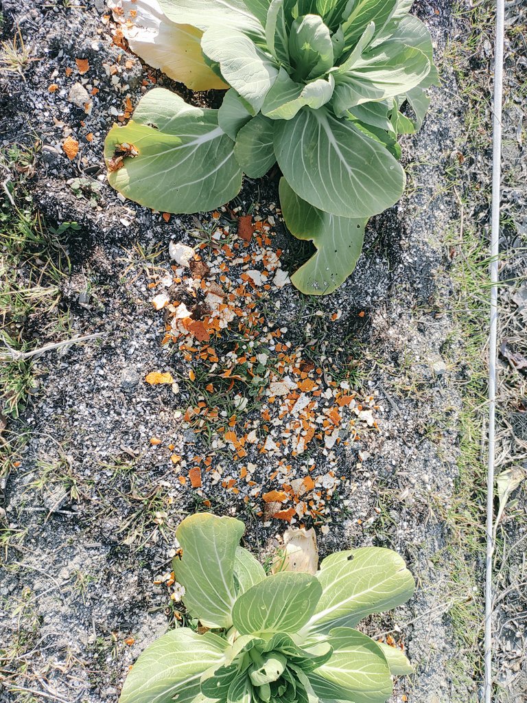 アブラナ科野菜 Twitter Search Twitter