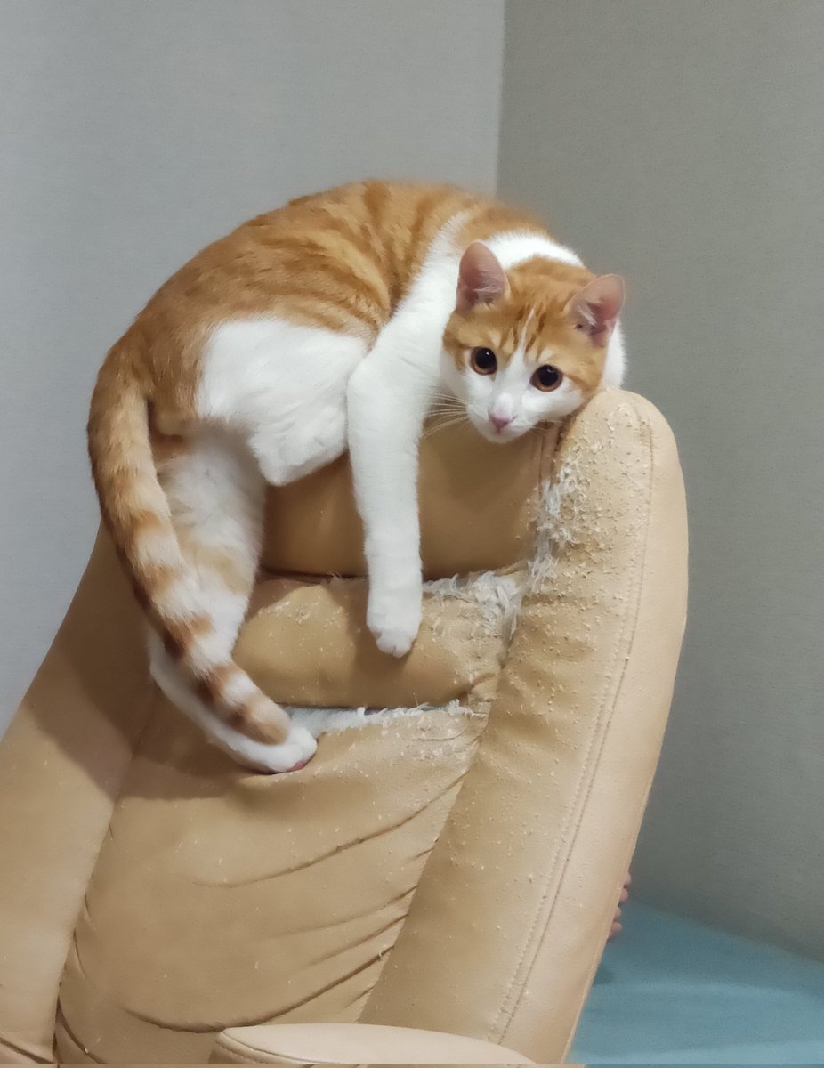 Lafiel_Mo's tweet photo. Как выглядит мой кот/каким он себя представляет https://t.co/BMB5ZyrtYl