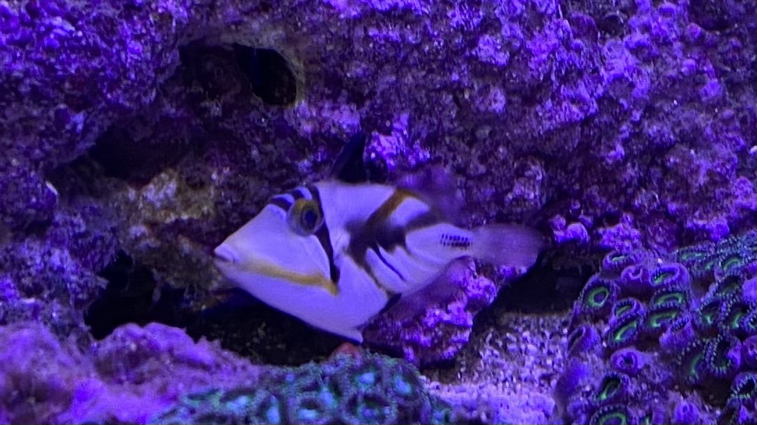 ムラサメモンガラ Twitter Search Twitter