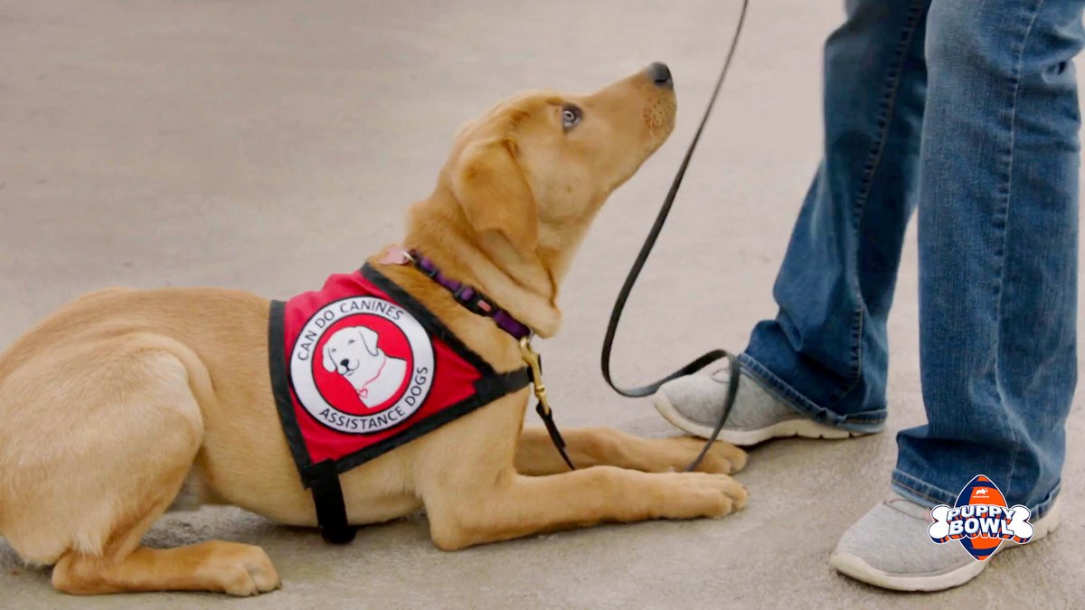 Can Do Canines (@candocanines) on Twitter photo Watch a few of our teams featured in an episode on <a href="/AnimalPlanet/">Animal Planet</a>. You can also watch the episode and other #PuppyBowl content on <a href="/AnimalPlanet/">Animal Planet</a> and streaming on <a href="/discoveryplus/">discovery+</a> on Feb 13 at 2P ET.
Watch full episode here: animalplanet.com/video/puppy-bo… Watch a few of our teams featured in an episode on <a href="/AnimalPlanet/">Animal Planet</a>. You can also watch the episode and other #PuppyBowl content on <a href="/AnimalPlanet/">Animal Planet</a> and streaming on <a href="/discoveryplus/">discovery+</a> on Feb 13 at 2P ET.
Watch full episode here: animalplanet.com/video/puppy-bo…