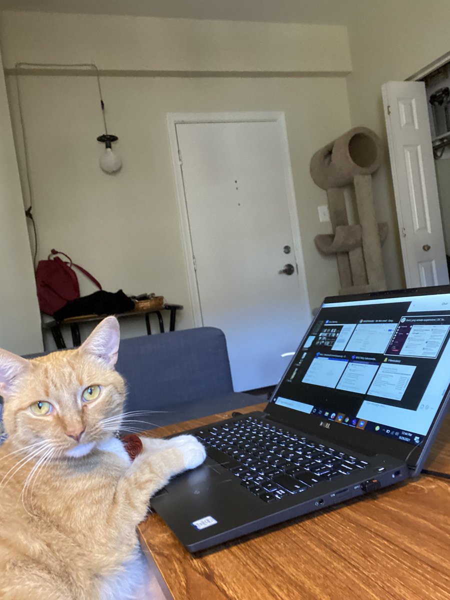 CatWorkers's tweet image. (📸 @HerbyInDC)