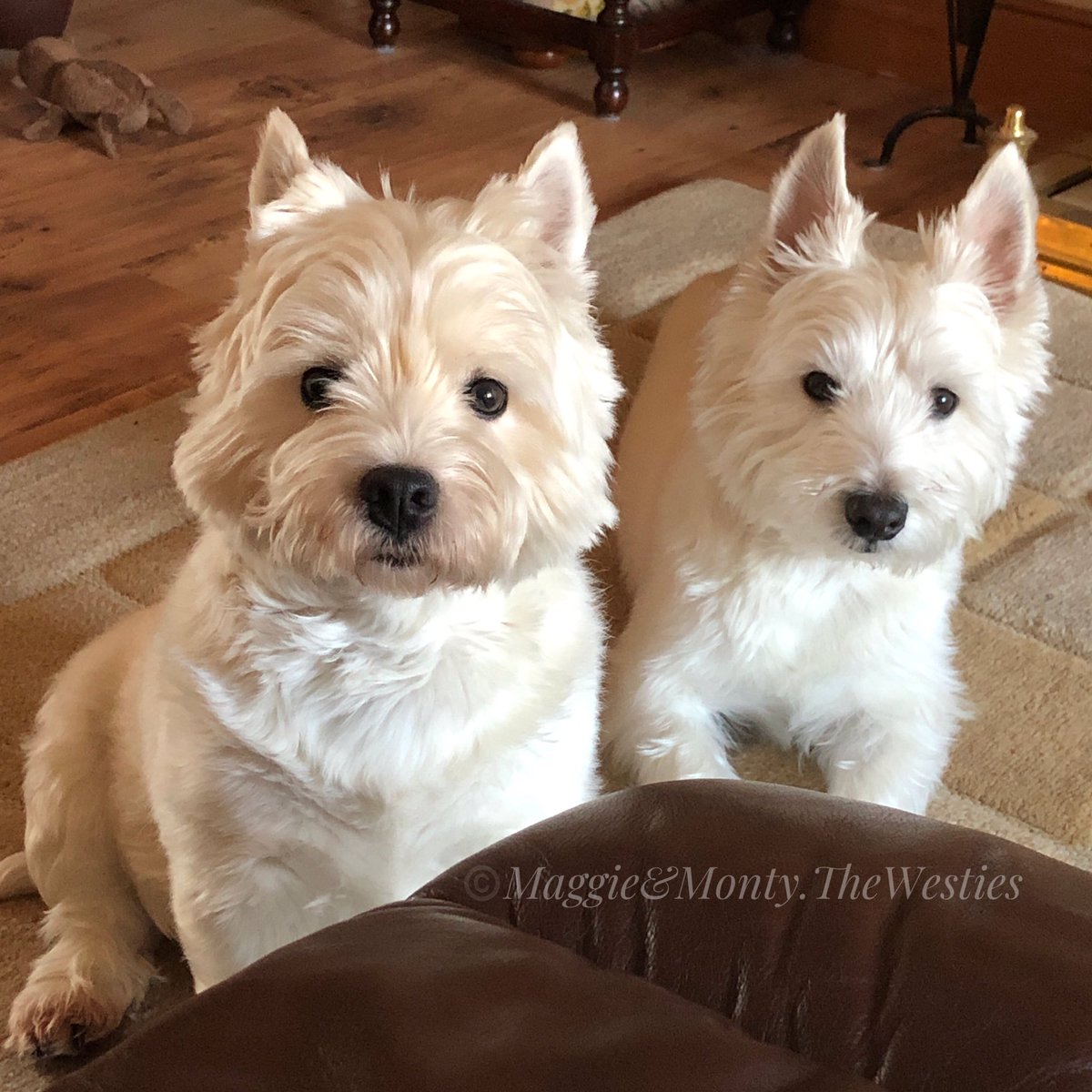 They’ve moved!
I just looked down and I think they’re hinting for a Crackerjack Biscuit! #maggiethewestie #montythewestie #maggieandmontythewesties #westie #westies #westhighlandterrier #westhighlandwhiteterrier #westiesofinstagram #dogsoftwitter #westiesoftwitter