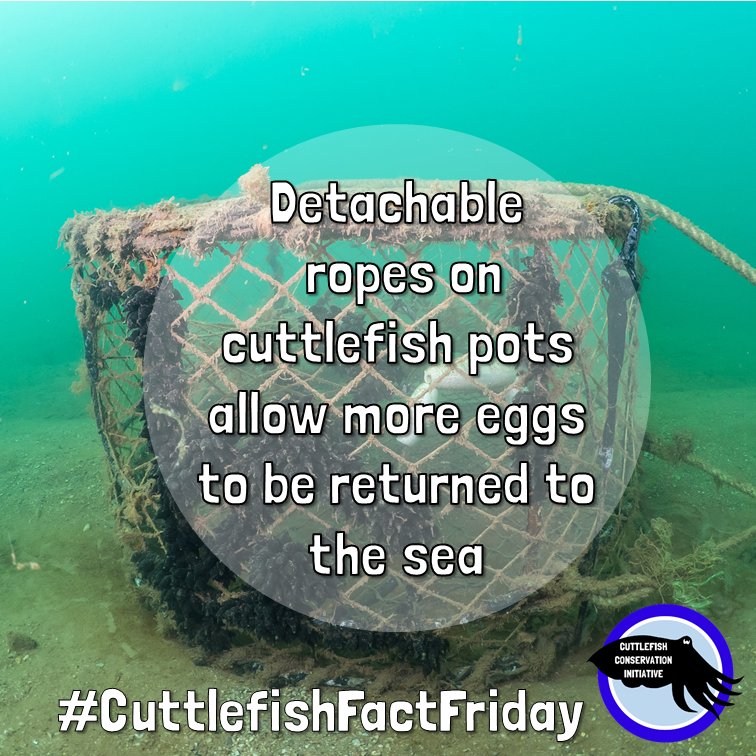 cuttle_cons's tweet photo. It's #CuttlefishFactFriday! Research shows that placing detachable ropes from pots back in the sea increases the proportion of cuttlefish eggs that survive to hatch. This is because cuttlefish lay their eggs on objects in the sea, like seagrass, kelp, and pots
📸 @.danboltphoto https://t.co/0BSStgZV6I