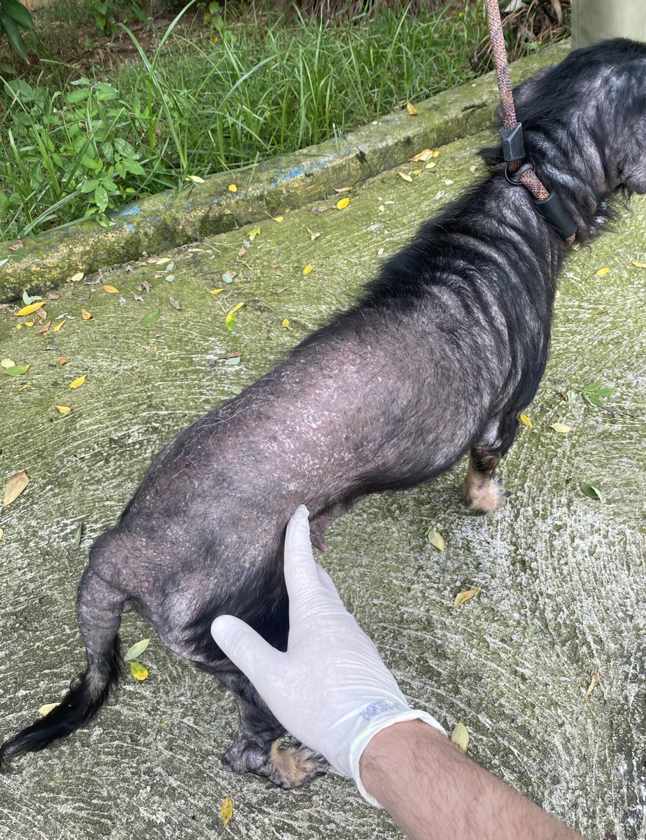 casadoviralata's tweet photo. Avistei ela no meio da rua, andando lento, corpo ferido e quase sem pelos pela sarna, não tem como ignorar, não é justo viver assim, parei o carro, me aproximei e ela abanou o rabo, mesmo sem motivos p confiar eles confiam.

Trouxe comigo e vou precisar de apoio, me ajudem nessa? https://t.co/MHhK6Hfend