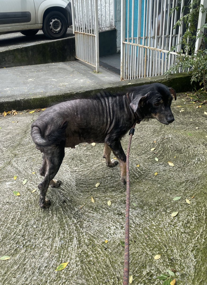 casadoviralata's tweet photo. Avistei ela no meio da rua, andando lento, corpo ferido e quase sem pelos pela sarna, não tem como ignorar, não é justo viver assim, parei o carro, me aproximei e ela abanou o rabo, mesmo sem motivos p confiar eles confiam.

Trouxe comigo e vou precisar de apoio, me ajudem nessa? https://t.co/MHhK6Hfend