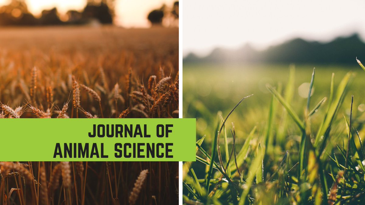 CritterChatter's tweet photo. Animal scientists at @ucdavisCAES take a close look at grass-fed vs. grain-fed #beef systems in this new #JournalofAnimalScience study:
https://t.co/mNzI5jRIXC
#Ag #AgScience #Sustainability #AnimalHealth #AnimalNutrition #AnSci #AniSci #AnimalScience #economics #feedstuffs https://t.co/tMv5g9hpK3