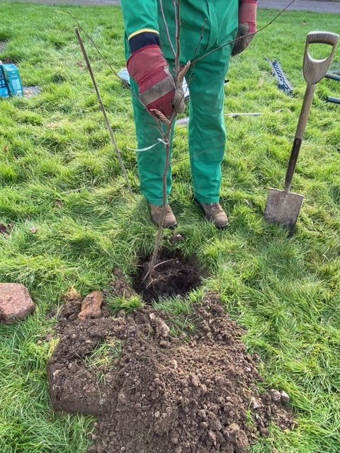 First tree of 12,000 in the ground!This week have planted our first few trees as part of a planned tree planting program to help offset the #carbonfootprint of our glass bottles.This little one is a Hornbeam,the hardest of European trees &amp; was used by the Romans to make chariots!