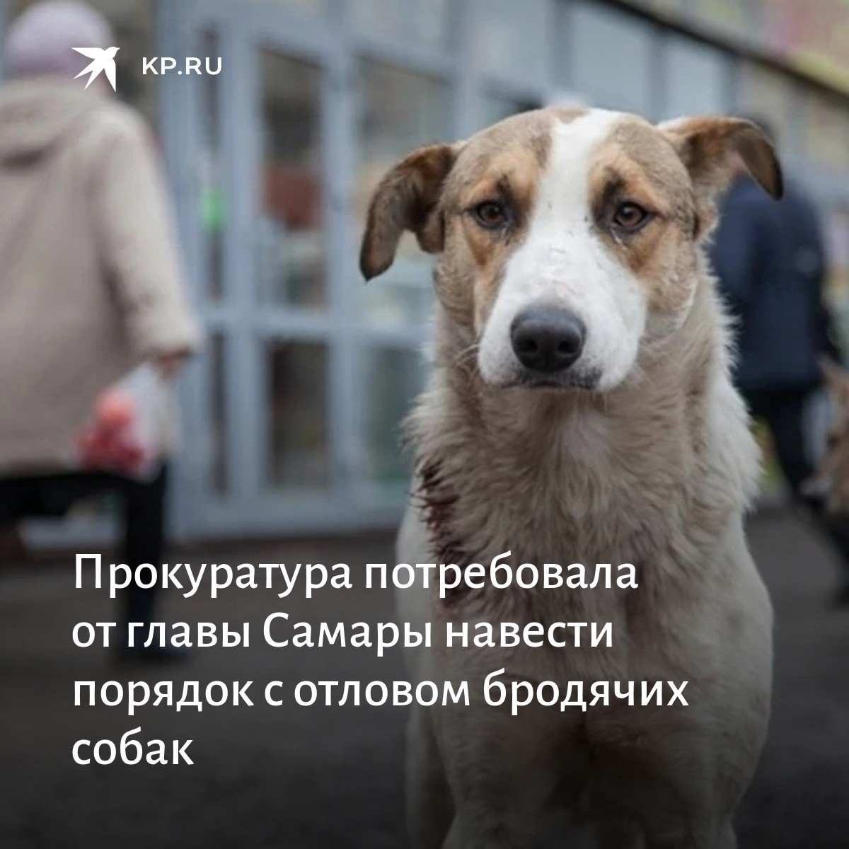 Прокурор Самары потребовал от мэра города Елены Лапушкиной исправить ситуацию с отловом бродячих собак. Основная претензия – деньги на отлов животных каждый год выделяют немалые, а собак на улицах меньше не становится.
Но это еще не все👇

samara.kp.ru/online/news/46…