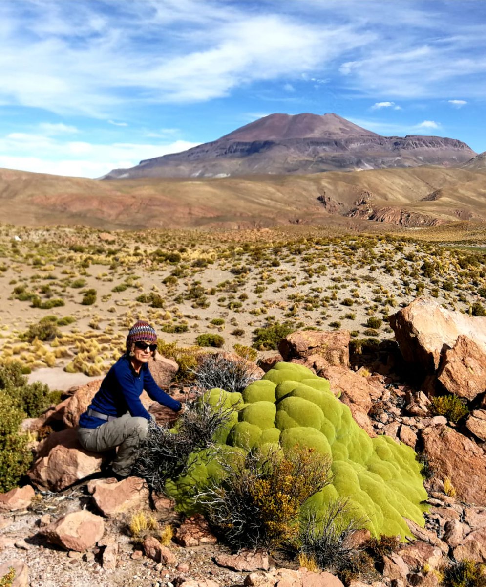 Who says one cannot be old, tough AND beautiful? This is a huge Azorella compacta, likely hundreds of years old, in the Apiaceae (yes! same family as parsley); North Argentina plateau. The bright-green surface is the rock-hard canopy of what is actually a small underground tree.