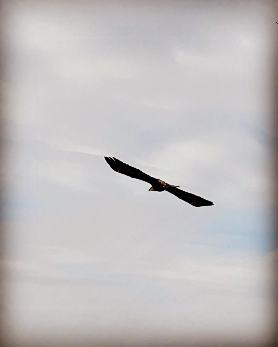We had an unexpected visitor yesterday in the yard! I guess they don't call it Eagle Lake for nothing! 

#Eaglelake #rockingrguestranch #fridayvibes #explorealberta #baldeagle