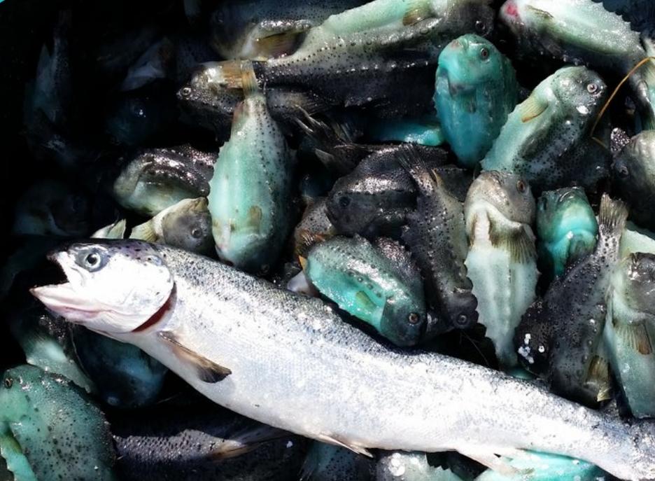 50+ Million Cleaner Fish Die Each Year on Norwegian Salmon Farms - how many millions die on Norwegian-owned salmon farms in Scotland (&amp; Ireland)? <a href="/DefraGovUK/">Defra UK</a> <a href="/APHAgovuk/">APHA</a> <a href="/scotgov/">Scottish Government</a> <a href="/ScotGovNetZero/">Net Zero Scotland</a> @marinescotland @fiskeridir <a href="/NFdep/">Nærings&fiskeridep</a> <a href="/InfoMattilsynet/">Mattilsynet</a> <a href="/Sciencenorwayno/">ScienceNorway.no</a> <a href="/ScotlandSalmon/">Salmon Scotland</a>