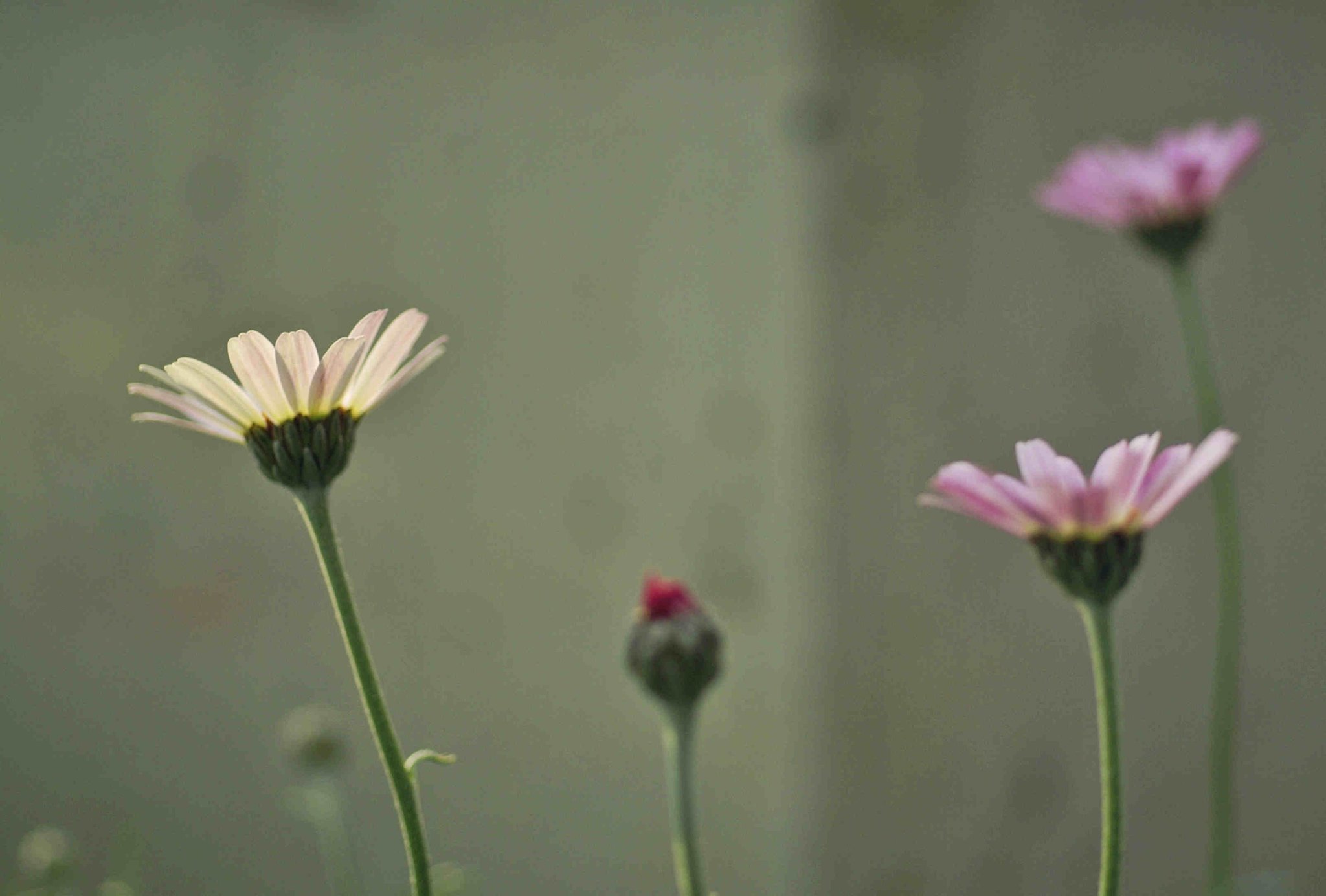 ローゼンセマム Twitter Search Twitter