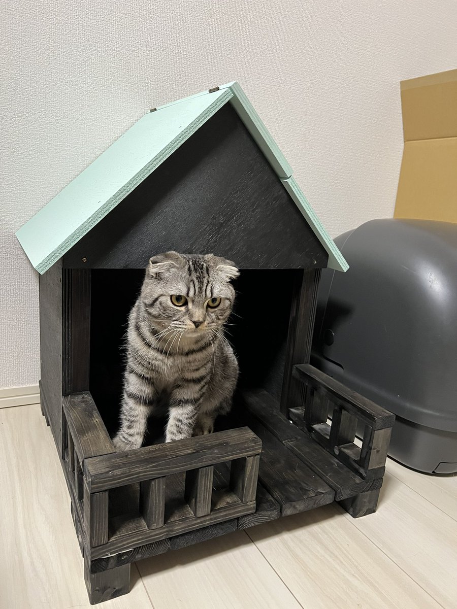 LIME20210429's tweet photo. ご無沙汰しております。

今年に入り、日々のご報告ができずでしたが、無事に１月２７日に８４日間の投薬を完了することができました。

１月３０日に血液検査をし、数値も基準内になり、��過観察をしております。
毎日たくさん運動会をしてゴハンも沢山食べて、元気いっぱいです。 https://t.co/I5eA097hor