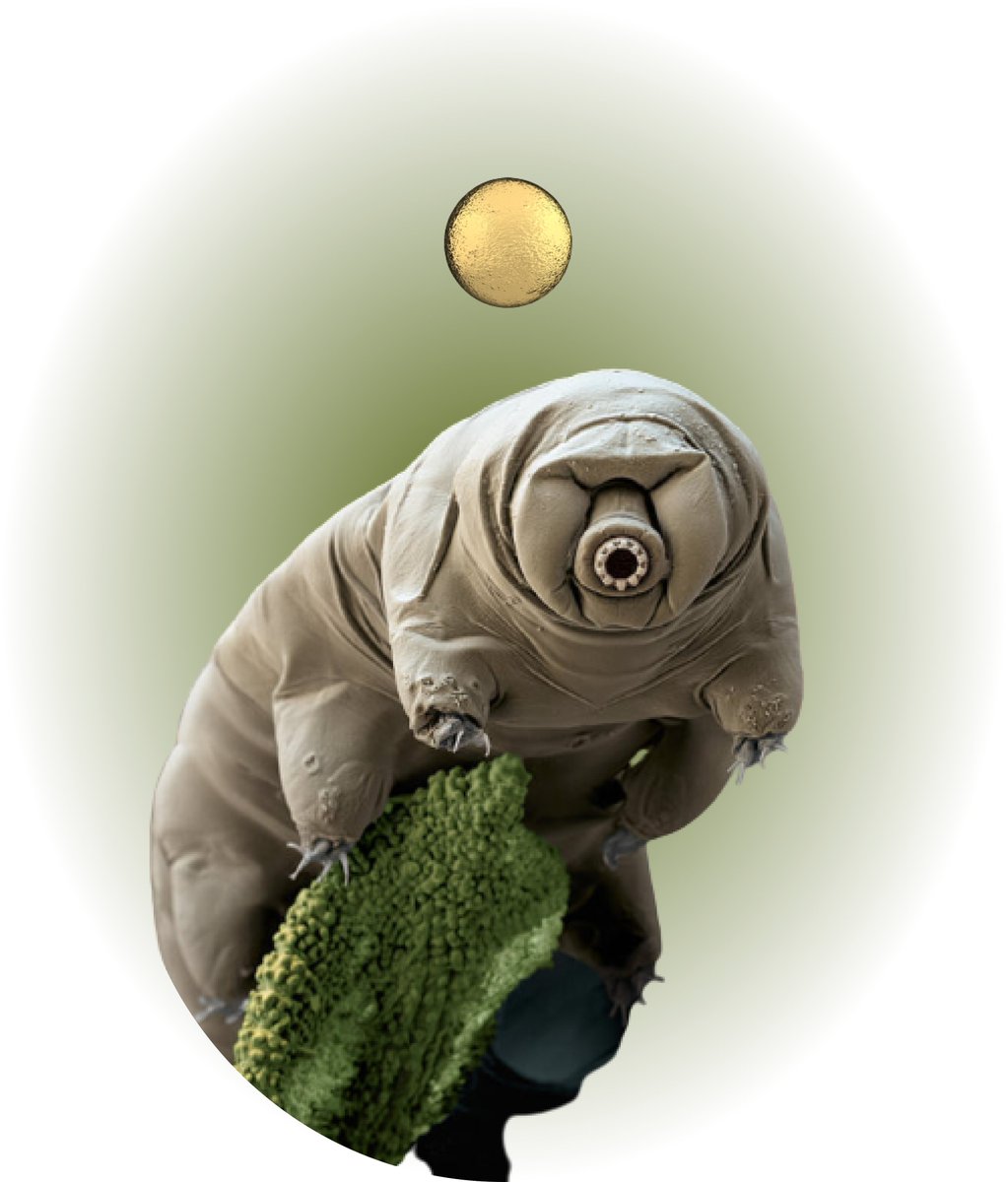 Inception_NFTs's tweet photo. @DropYourNFT Check out our Electron Microscopy depictions @Inception_NFTs 

Rare depictions differentiated with Gold Standard.
#Ethereum #Opensea #Inception #NFT 

First release: Soon on Opensea. 

Friday collectible: Water-Bear Electron Microscopy. Gold Standard. https://t.co/d59ZiLPaK2