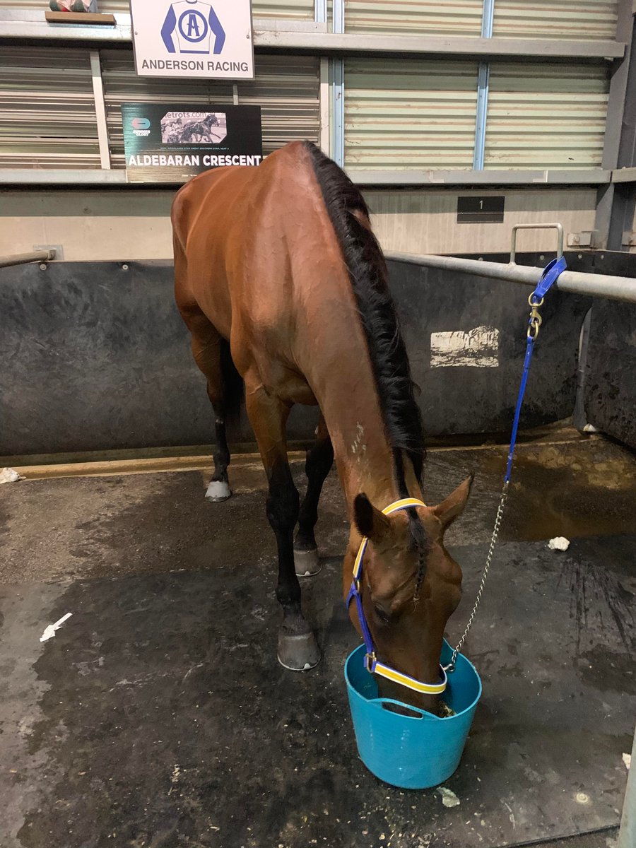 Excellent run in the GSS Final by Maggie to finish 6th, in doing so passed $155K in prizemoney, great reason why you should look at getting into the trotting side of racing 😀👍 Time for her to go home #GoMaggie#TrotsVision#Gottaloveatrottingmare