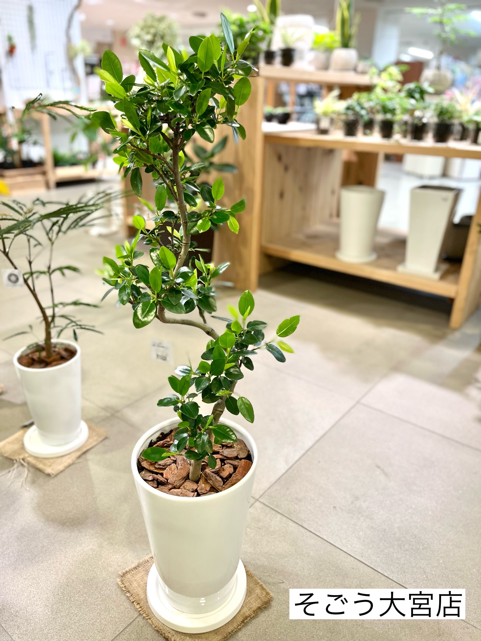 観葉植物 ボタニカルラウンジ Onlineショップopen 今週 曲がり仕立てのフランスゴムが 入荷しました らせん状の幹が芸術的です フランスゴムならではの 上品な色味の幹と葉も引き立ちますね お店ごとに異なる鉢に植えているので 印象がガラッと