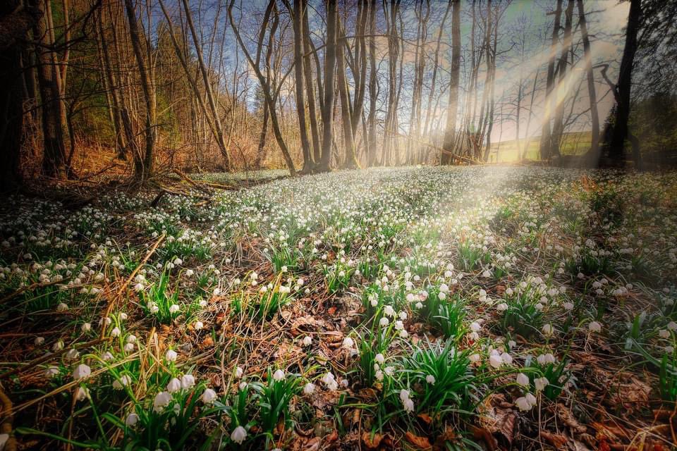 SummerhillGC's tweet image. Snowdrops are like a starting pistol for the growing season, they can always be relied upon to produce gorgeous January flowers that will flourish right through until March. #springbedding #beddingflowers #lovetogarden #gardeningknowhow #howdoesyourgardengrow #summerhillgc