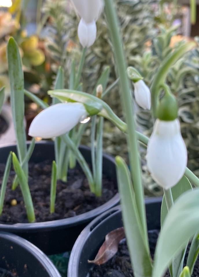 SummerhillGC's tweet image. Snowdrops are like a starting pistol for the growing season, they can always be relied upon to produce gorgeous January flowers that will flourish right through until March. #springbedding #beddingflowers #lovetogarden #gardeningknowhow #howdoesyourgardengrow #summerhillgc
