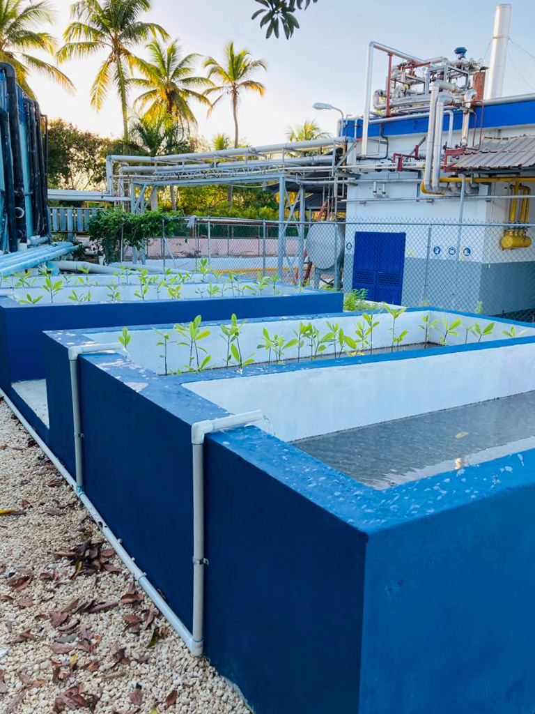 waveofchange's tweet photo. Our #biogarden in the Dominican Republic is now a reality! 🌱
Here we will be testing the filtration capacity of nutrients that #mangroves can do as part of our implementation of #naturebased solutions. https://t.co/zFxo38SxHD