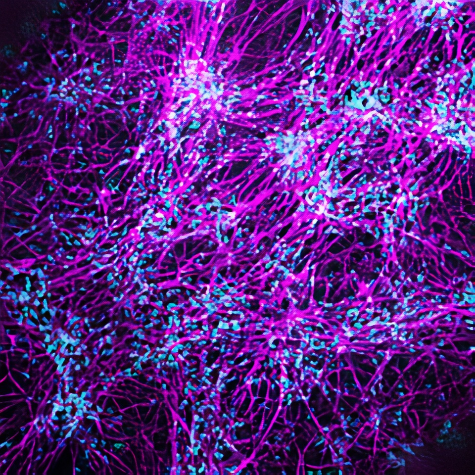 Institute of Molecular Genetics (@imgprague) on Twitter photo We are happy to welcome new Developmental Mechanobiology research group led by <a href="/TeijeMiddelkoop/">Teije Middelkoop</a> at IMG! Teije has 1 open PhD project focused on "Converting molecular-scale torques to cellular and embryonic left-right asymmetry".
APPLY HERE: img.cas.cz/phd We are happy to welcome new Developmental Mechanobiology research group led by <a href="/TeijeMiddelkoop/">Teije Middelkoop</a> at IMG! Teije has 1 open PhD project focused on "Converting molecular-scale torques to cellular and embryonic left-right asymmetry".
APPLY HERE: img.cas.cz/phd