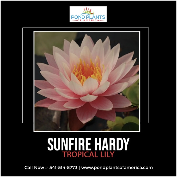 Give a warm look to your pond or watergarden with Tropic Star hybrid/hardy Tropical Lily. Lily is an amazingly beautiful pink lily.
pondplantsofamerica.com/products/sunfi…
#sunfire #aquaplants #aquaplantsonline #tropicalwaterlily #pondplants #pondplantsforsale #flowers #pondflowers #waterflowers