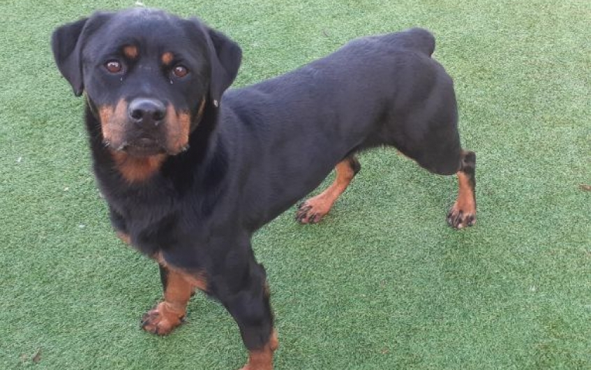 AdoptionsUk's tweet image. Please retweet to help Flora find a home #EDINBURGH #SCOTLAND 🏴󠁧󠁢󠁳󠁣󠁴󠁿

Beautiful #rottweiler  aged 3. Flora is nervous and is looking for an experienced adult home to go on with training. She would like to be the only pet. 🍀

DETAILS or APPLY👇
scottishspca.org/rehome-a-pet/6…
#dogs #Rescue