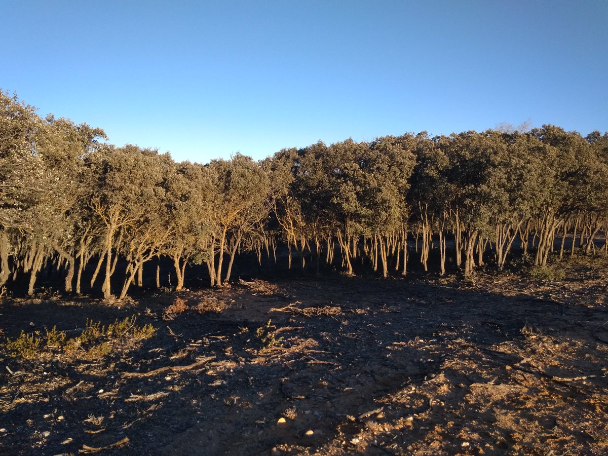 comcu's tweet image. Publicado el boletín 2 con las distancias de los recorridos de la carrera del día 12 de febrero en Arcas (Cuenca).
El plazo de inscripción finaliza el día 8, martes.
comcu.wordpress.com/arcas2022