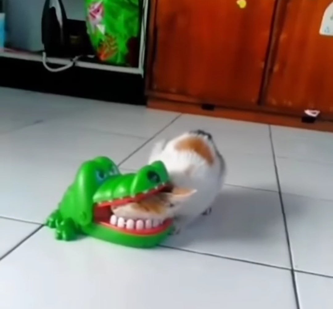 KucingLiar's tweet photo. Kasian anak kucing dimakan buaya https://t.co/txNbLWOHR5
